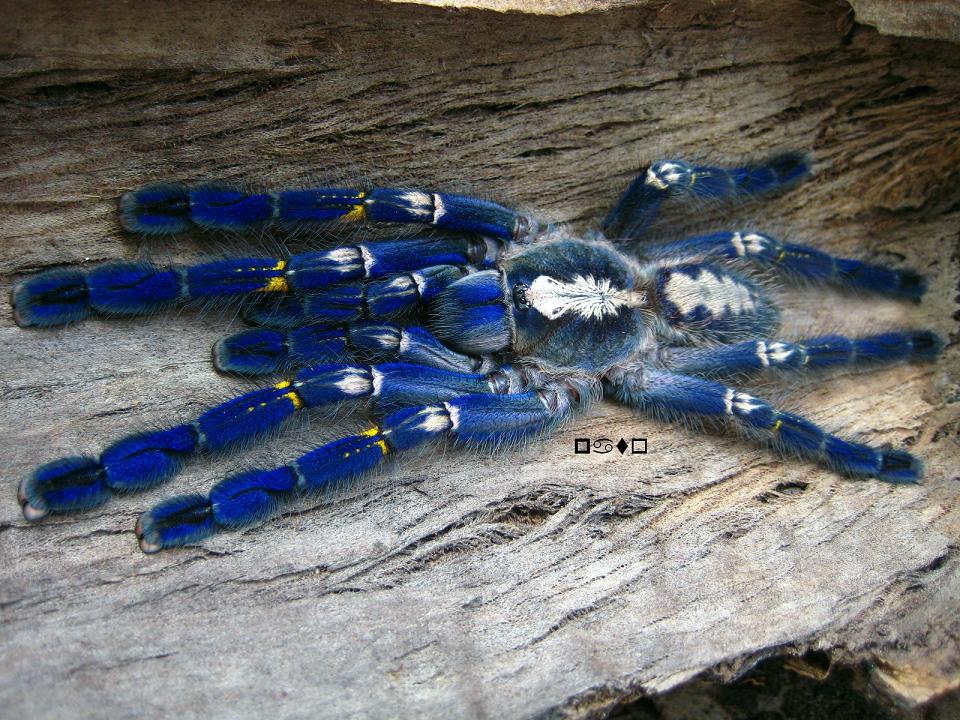 Poecilotheria metallica