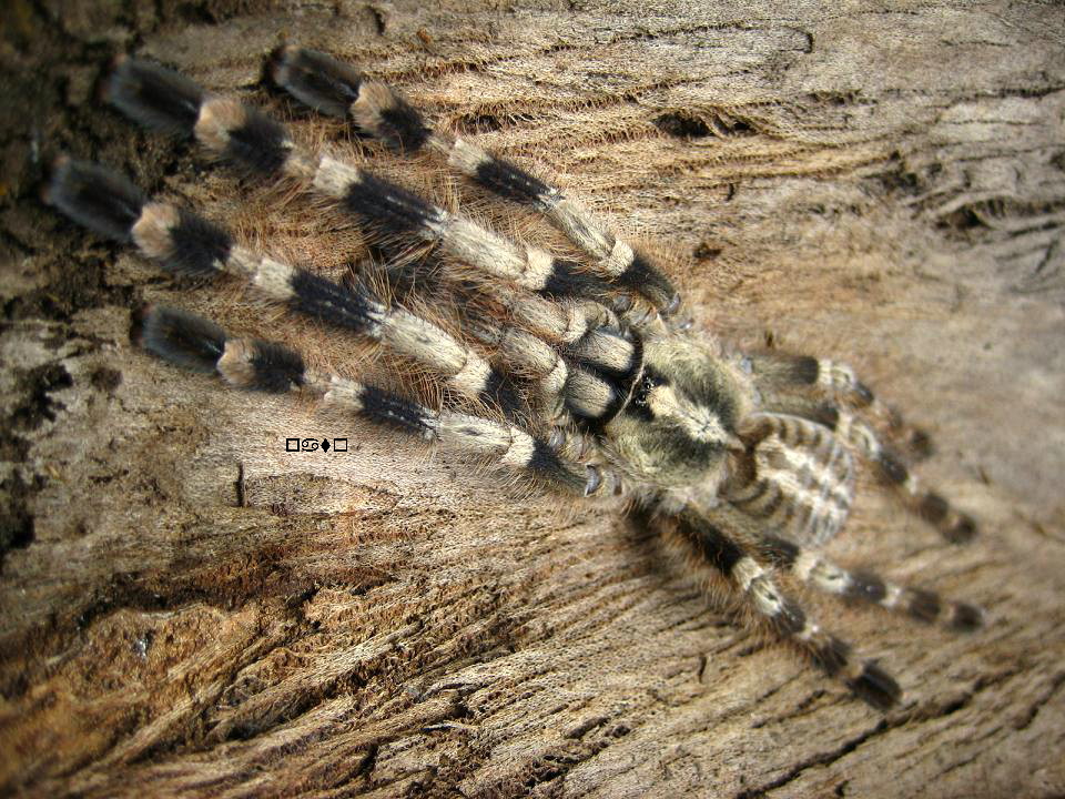 Poecilotheria miranda