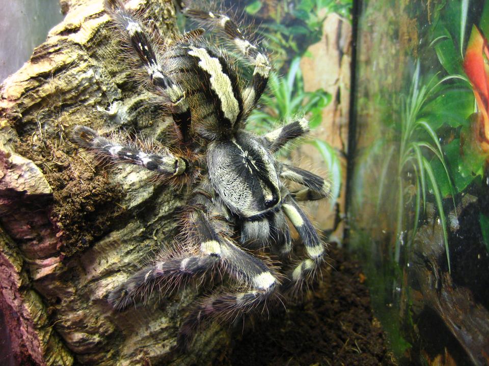 Poecilotheria striata