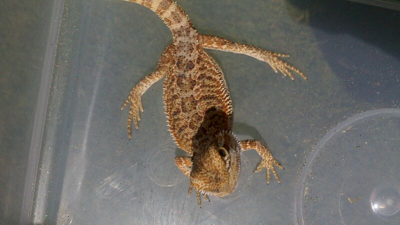 pogona baby