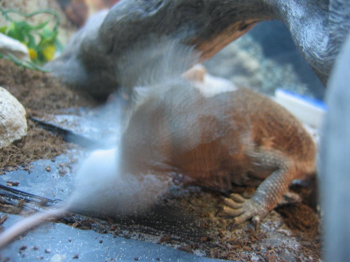 pogona distorsionada redu.JPG