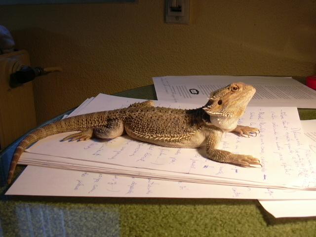 Pogona grande 2.JPG