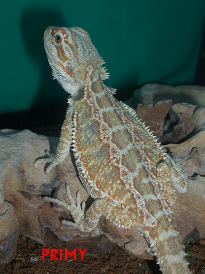 POGONA HEMBRA FEBRERO 07.JPG