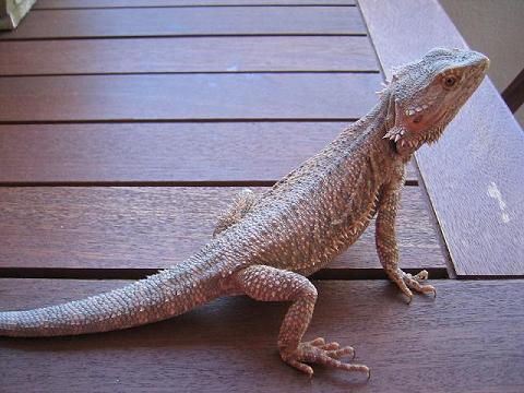 Pogona hembra2-1.jpg