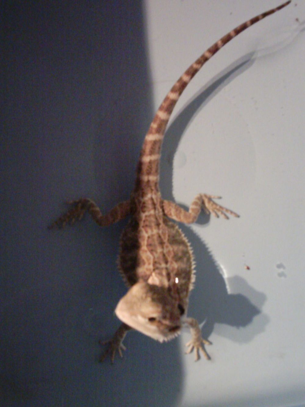 pogona..JPG