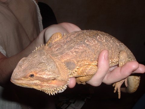 pogona macho 005.jpg
