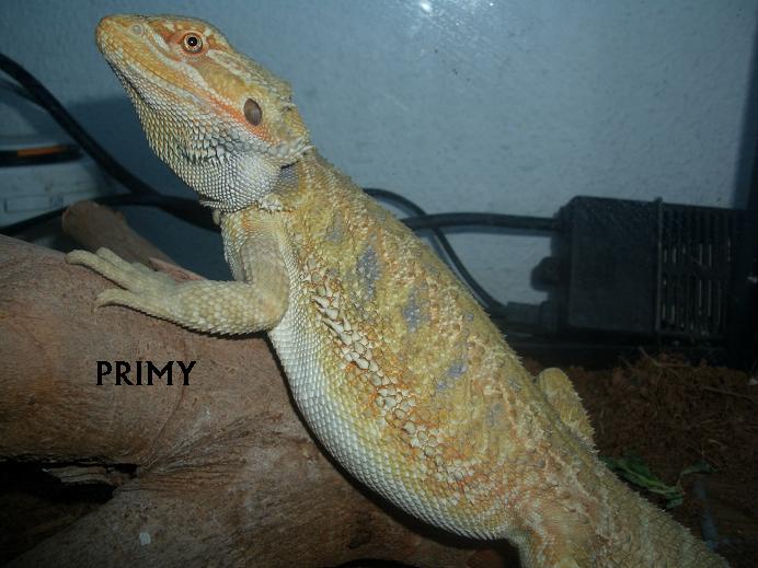 POGONA MACHO FEBRERO 07  2.JPG