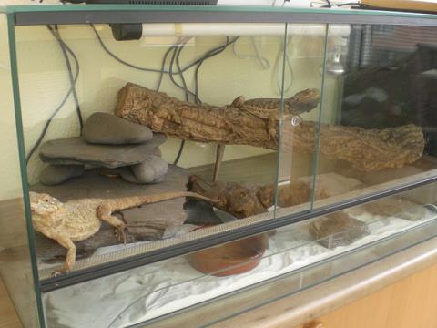 pogona subir 2.JPG