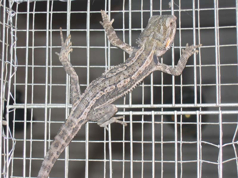 Pogona Vitticeps (4).jpg