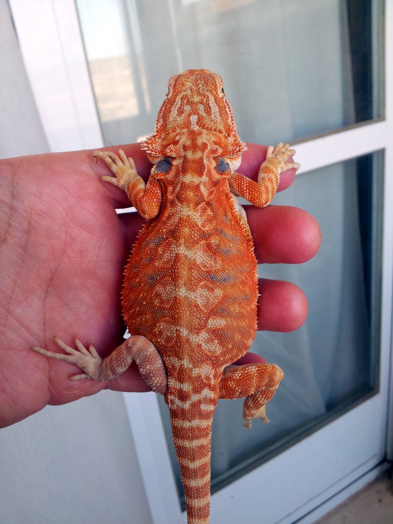 Pogona