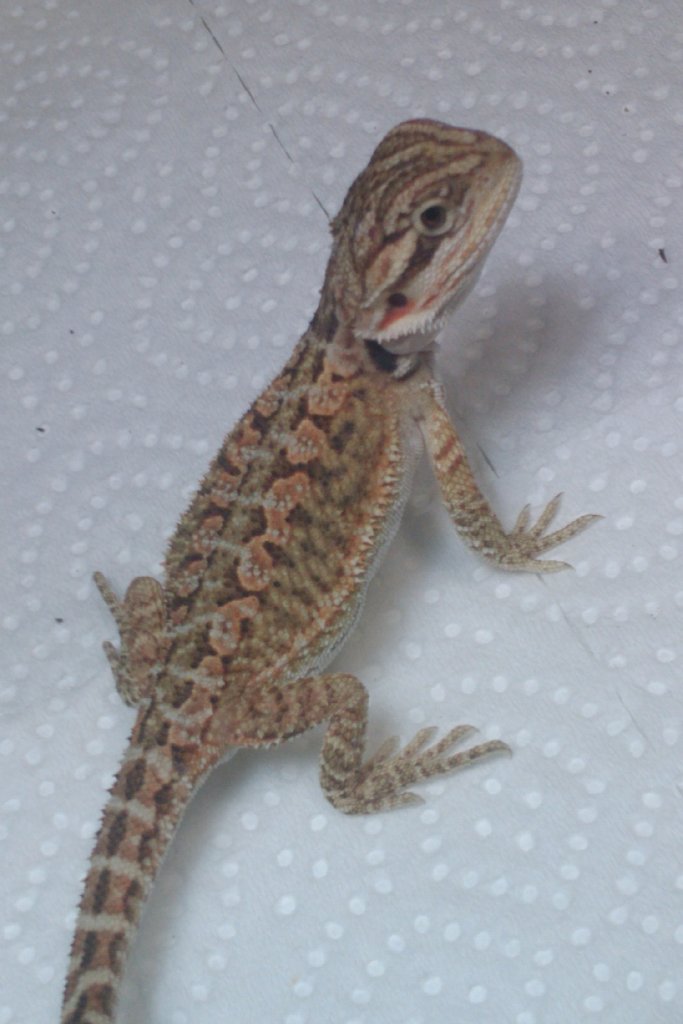 pogona