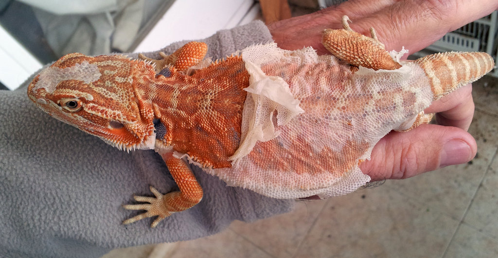 Pogona1 8-11-2012
