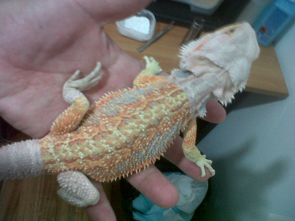 pogona1