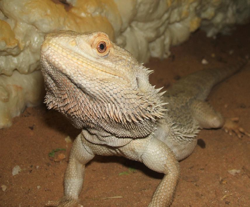 pogona2.jpg