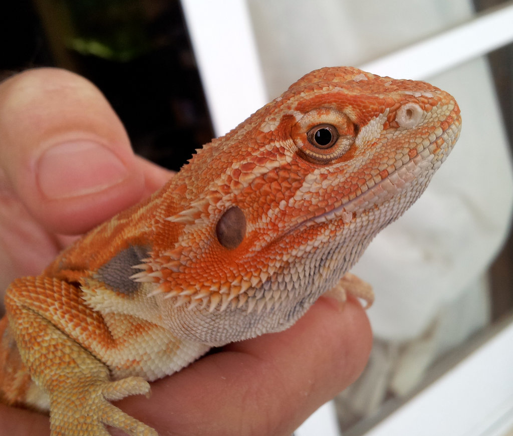Pogona3 8-11-2012