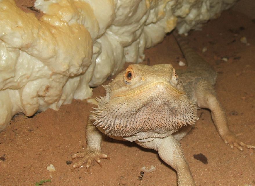 pogona3.jpg