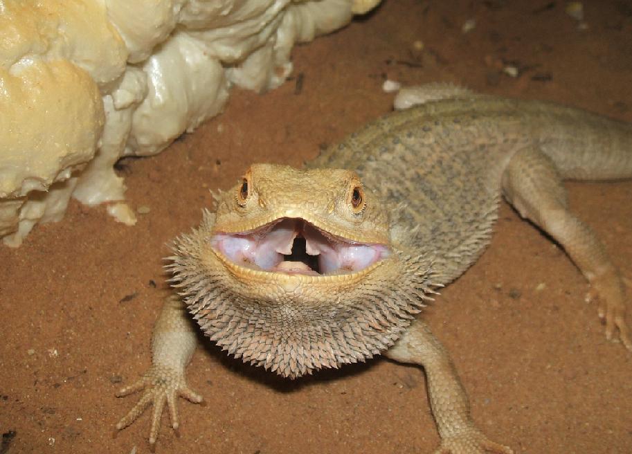 pogona4.jpg