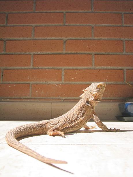 pogona9-1.jpg