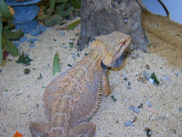 Pogonas hypo06 013.jpg