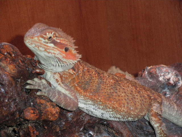 pogonas nuevas 6 meses y medio012.JPG