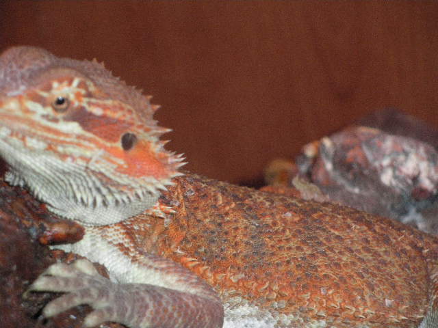 pogonas nuevas 6 meses y medio013.JPG