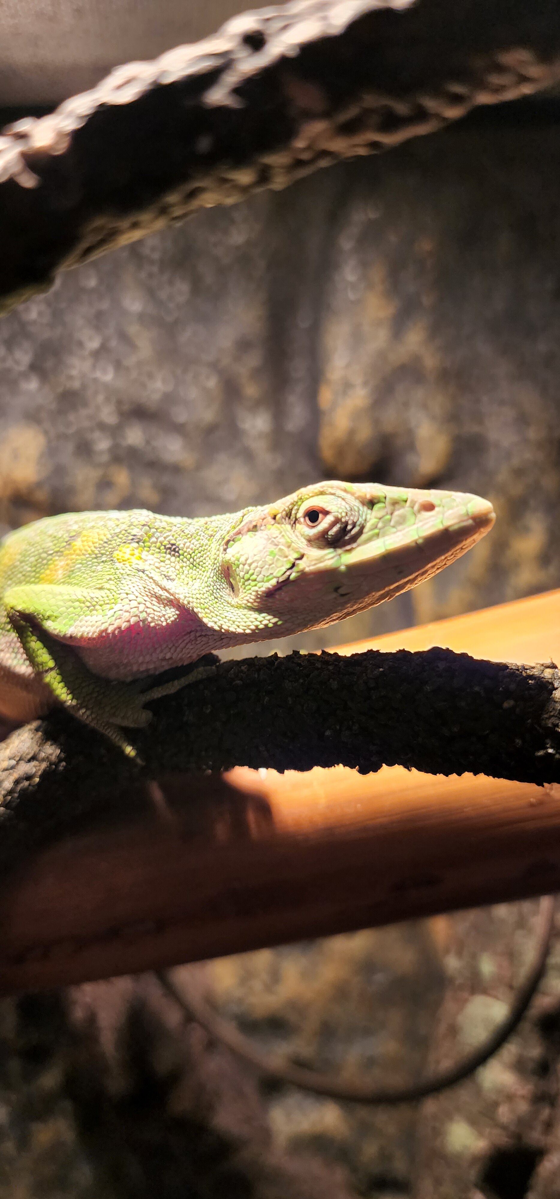 Polychrus marmoratus