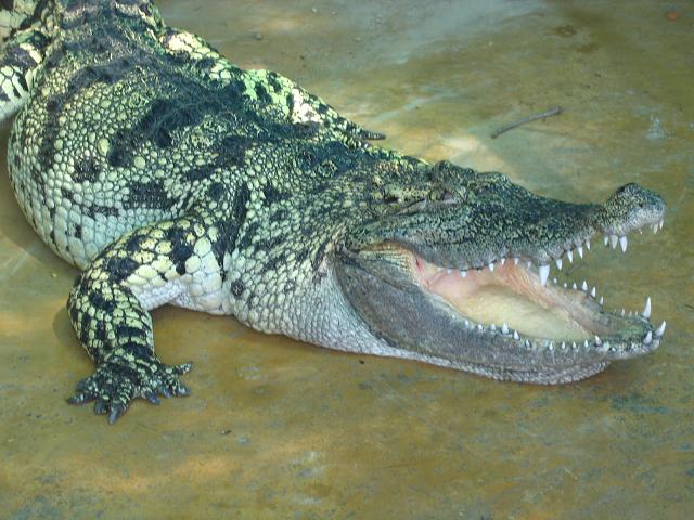 Porosus de 8 dedos.jpg