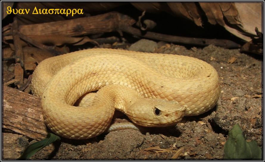 Porthidium lansbergii rozei (Xantico), Edo. Trujillo, Juan Diasparra.JPG