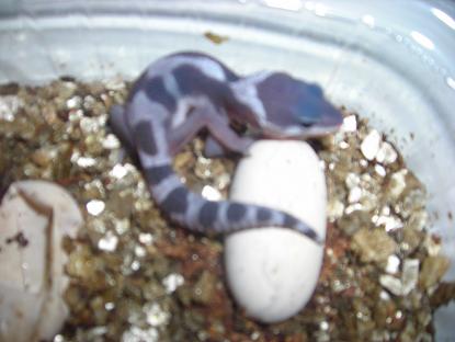 posible snow ....JPG