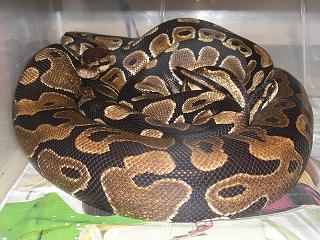 possible copula regius.JPG