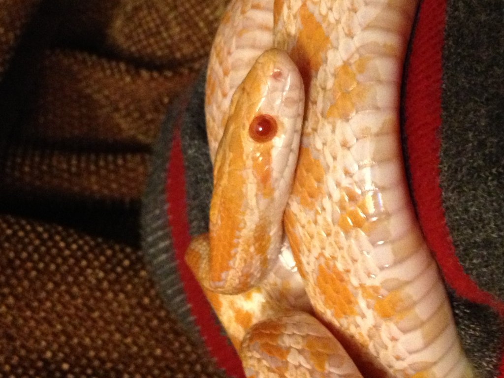 Presentación de mi guttata (creamsicle)