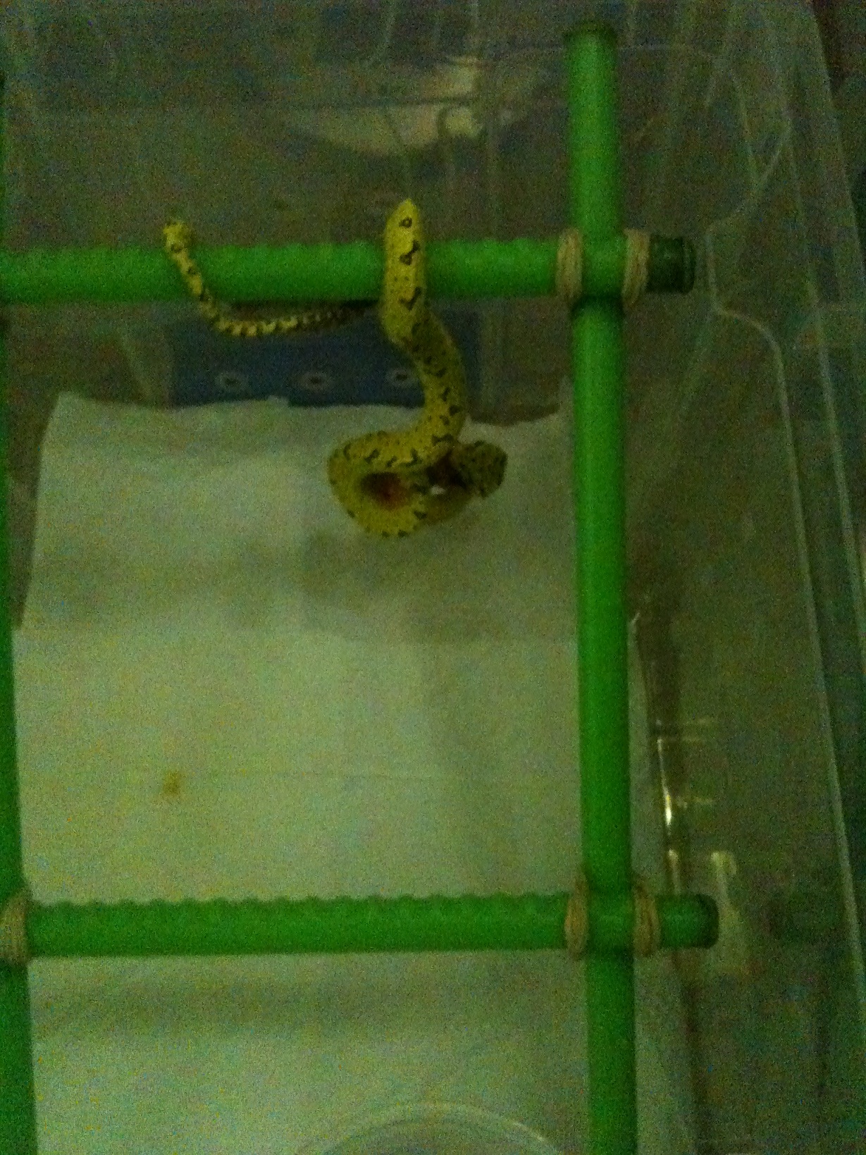 Primera comidamin.jpg