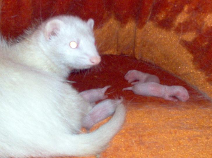 PRIMERA FOTO LUNA&BABYS.JPG