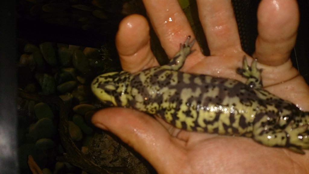 problemas con tigrinum