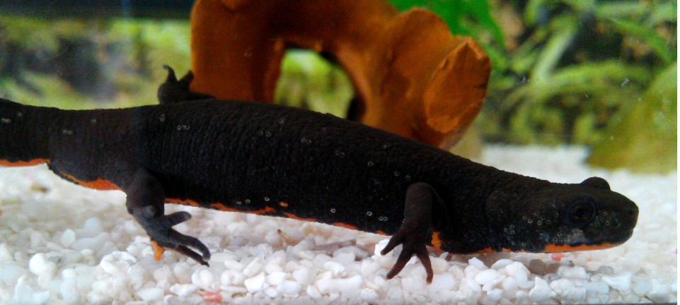 Problemilla con mi hypselotriton orientalis..