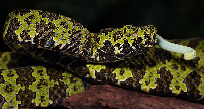 Protobothrops mangshanensis