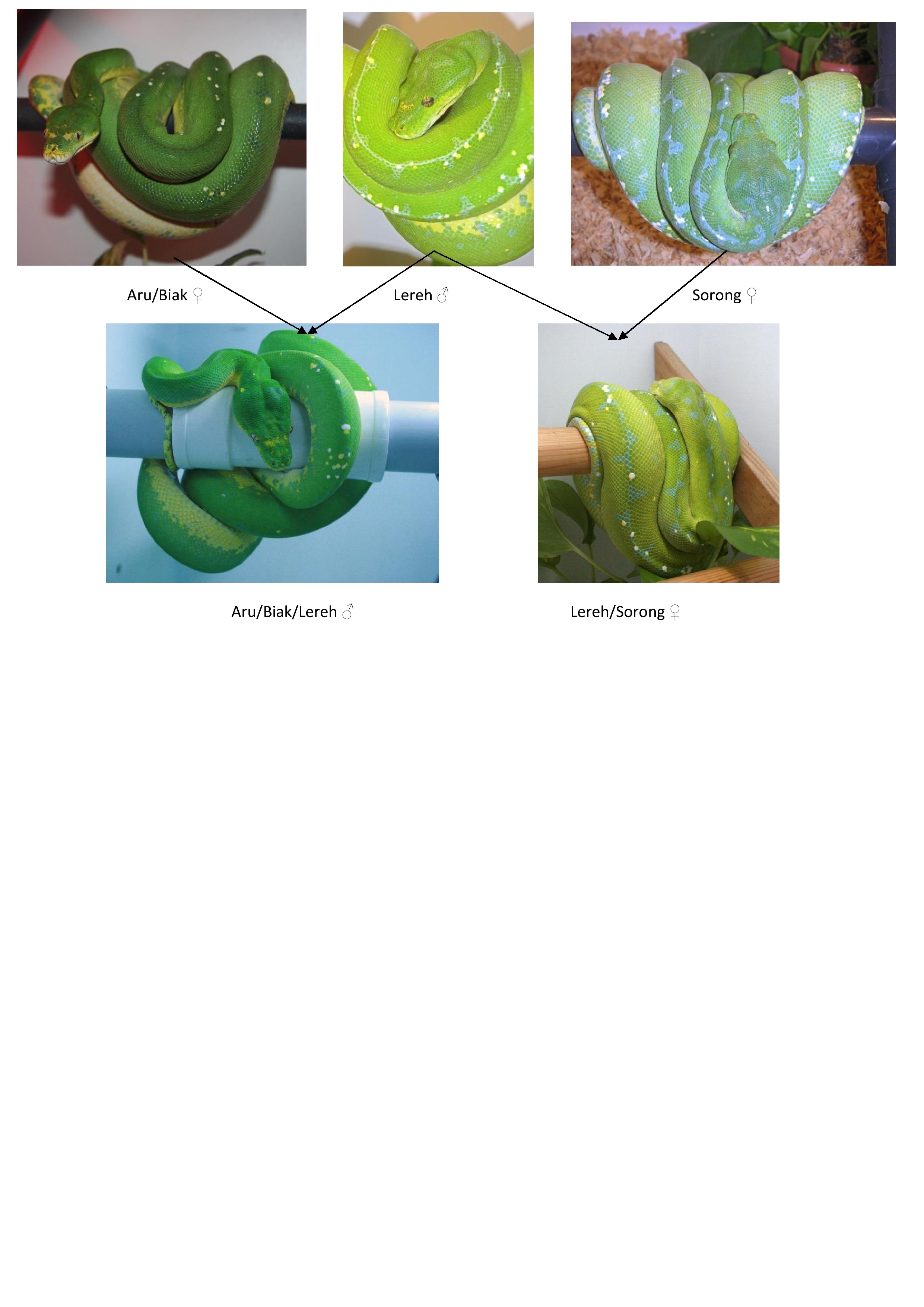 proyecto 4-2011 - copia-001.jpg