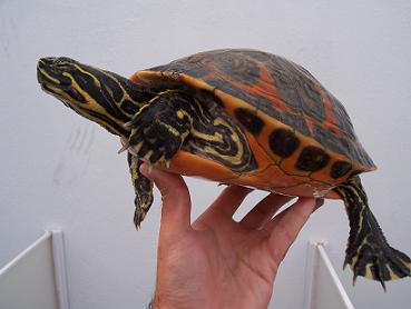 Pseudemys nelsoni.JPG