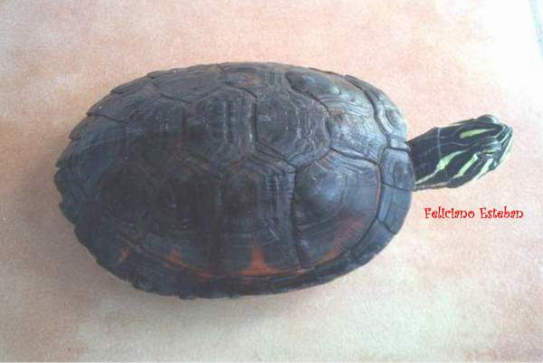 Pseudemys nelsoni N1.jpg