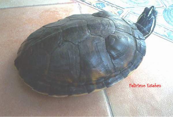 Pseudemys nelsoni  N2.jpg