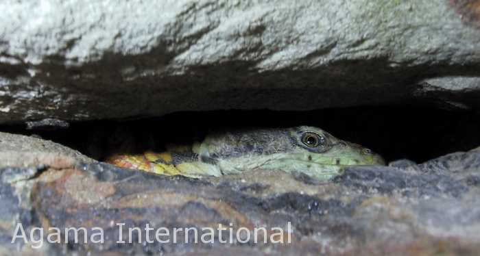 Pseudocordylus melanotus subviridis