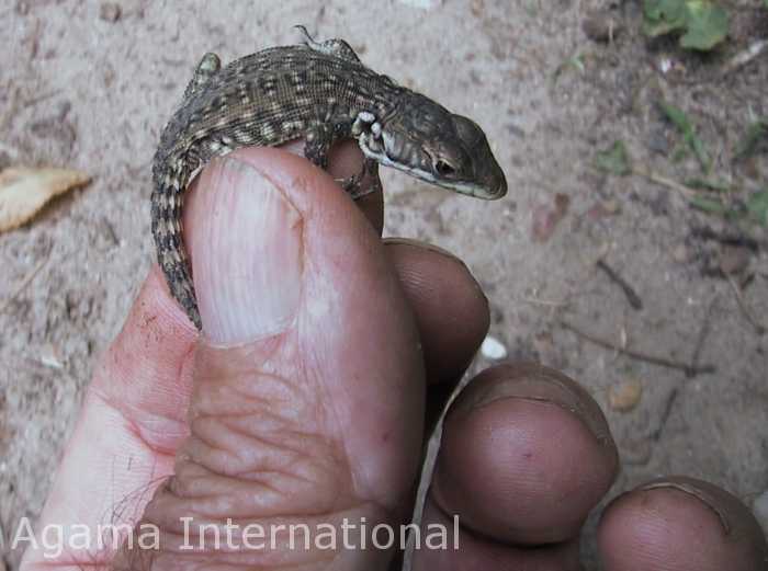 Pseudocordylus melanotus subviridis