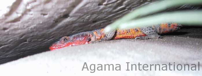 Pseudocordylus melanotus subviridis