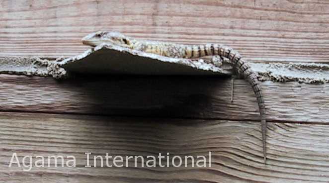 Pseudocordylus melanotus subviridis