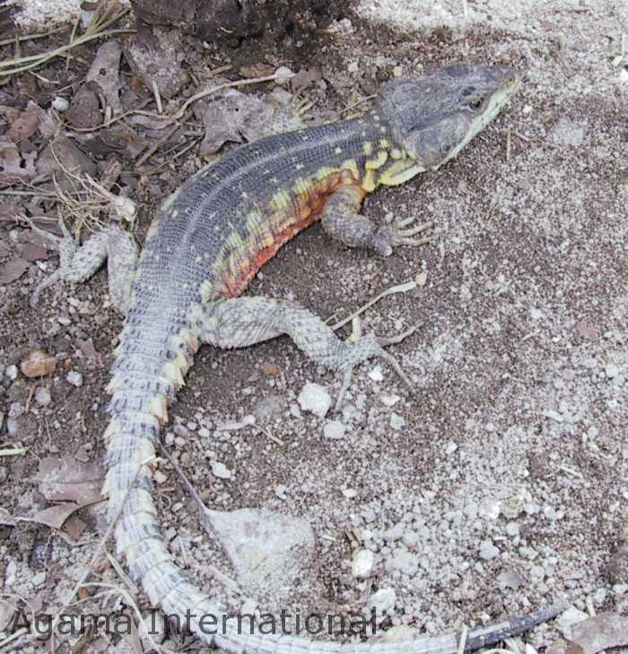 Pseudocordylus melanotus subviridis