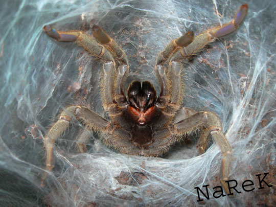 Pterinochilus lugardi.jpg