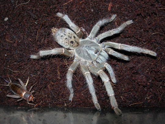 Pterinochilus lugardi.jpg