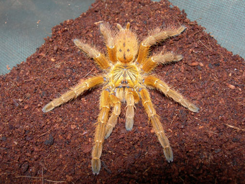Pterinochilus murinus.jpg