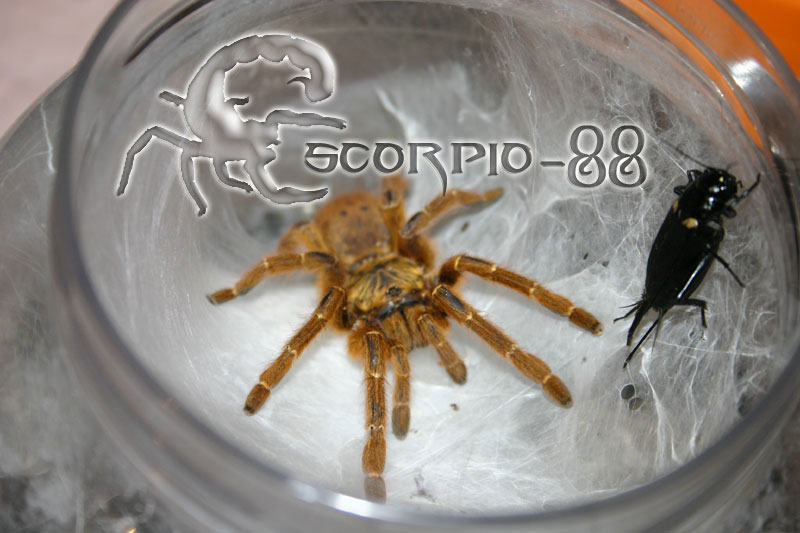 Ptrinochilius murinus 1.jpg