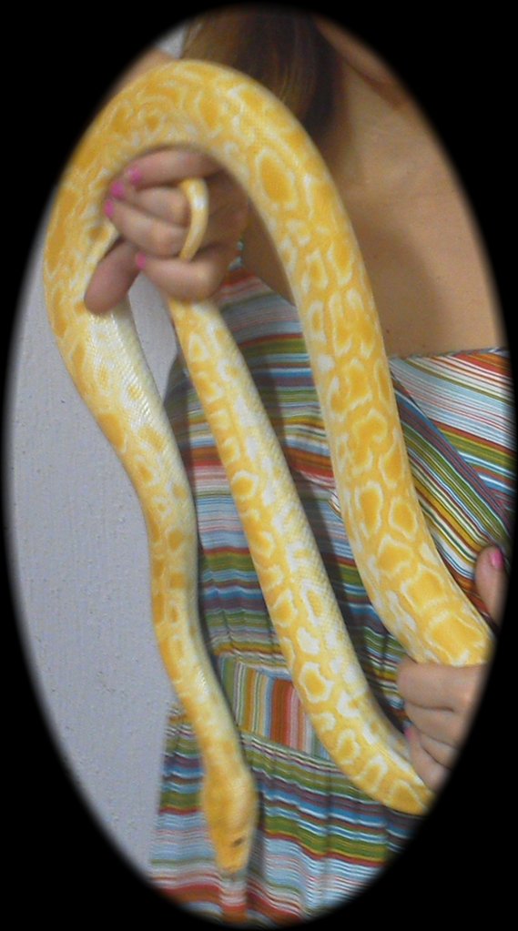 ptron burmes aliba het granit